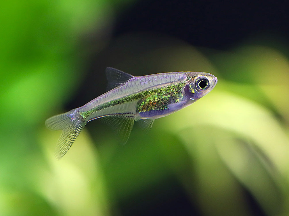 Tank-bred Kubotai Rasbora (Microdevario kubotai) displaying brilliant neon green coloration in a planted freshwater aquarium.