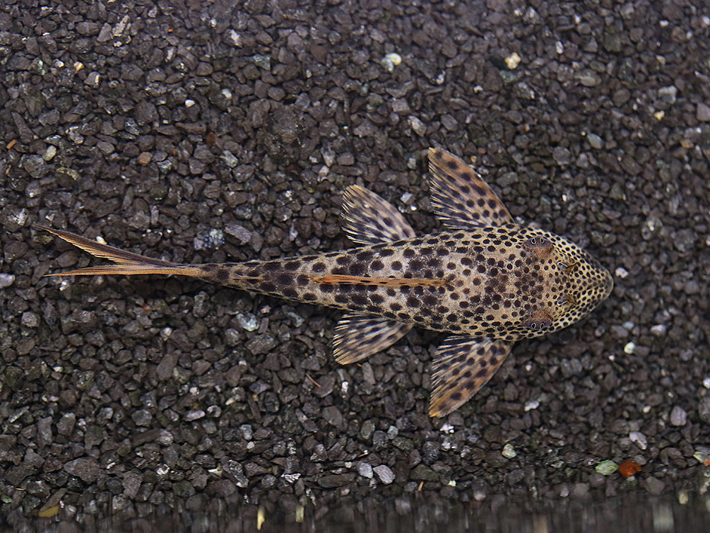 L011 Red Fin Thresher Pleco (Squaliforma emarginata) – Brazil
