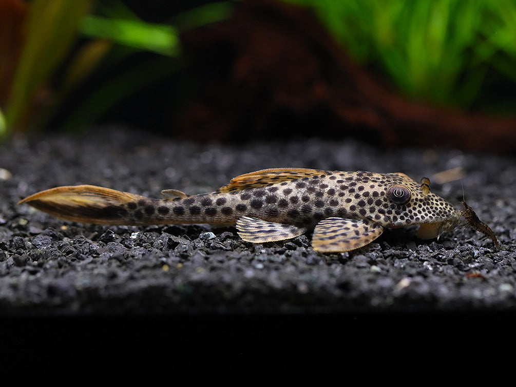 L011 Red Fin Thresher Pleco (Squaliforma emarginata) – Brazil