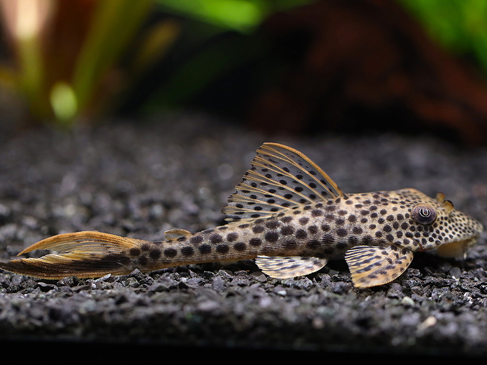 L011 Red Fin Thresher Pleco (Squaliforma emarginata) – Brazil