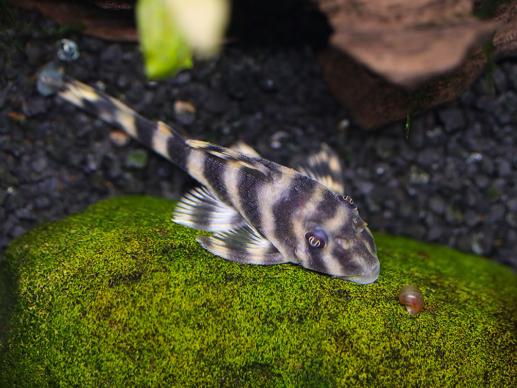 L015 Candy Stripe Pleco (Peckoltia vittata)