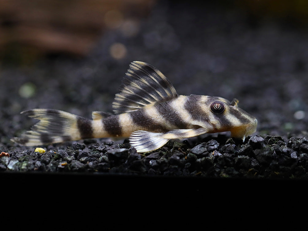 L015 Candy Stripe Pleco (Peckoltia vittata)