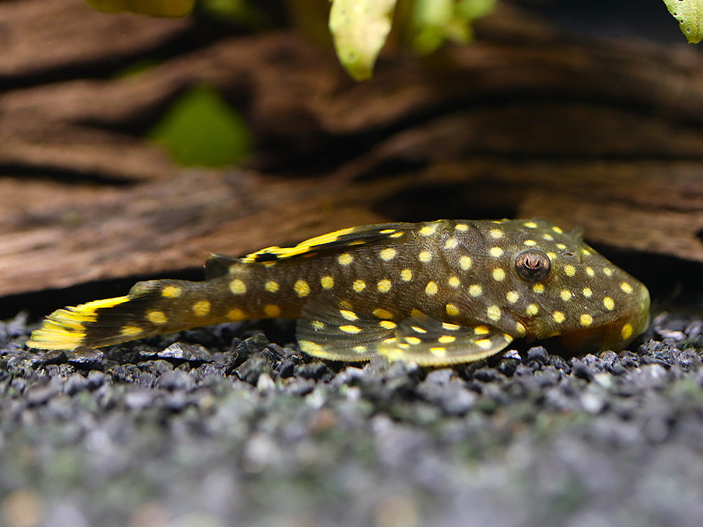 L018 Gold Nugget Pleco (Baryancistrus xanthellus)