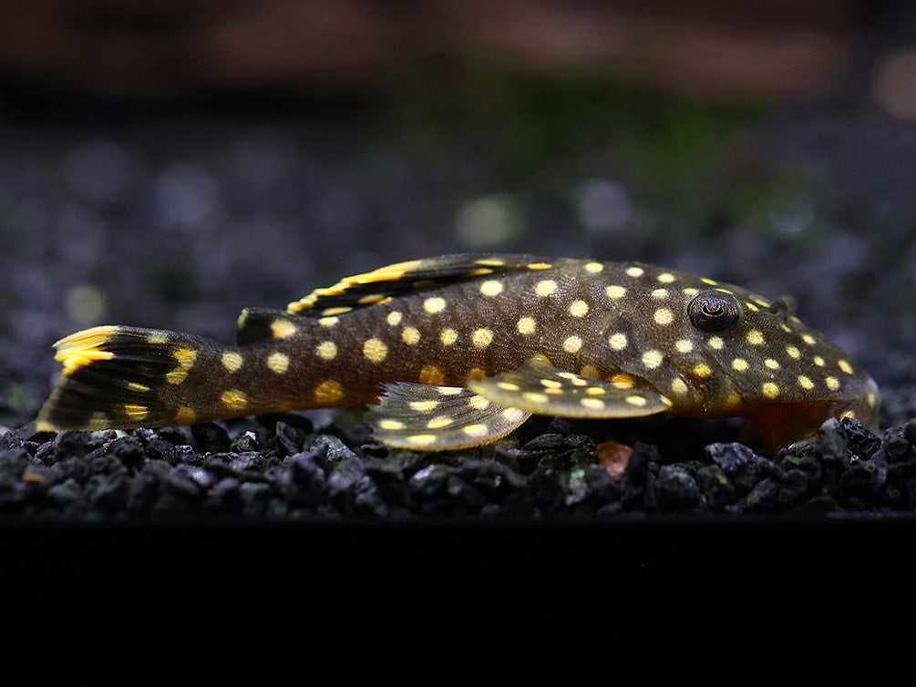 L018 Gold Nugget Pleco (Baryancistrus xanthellus)