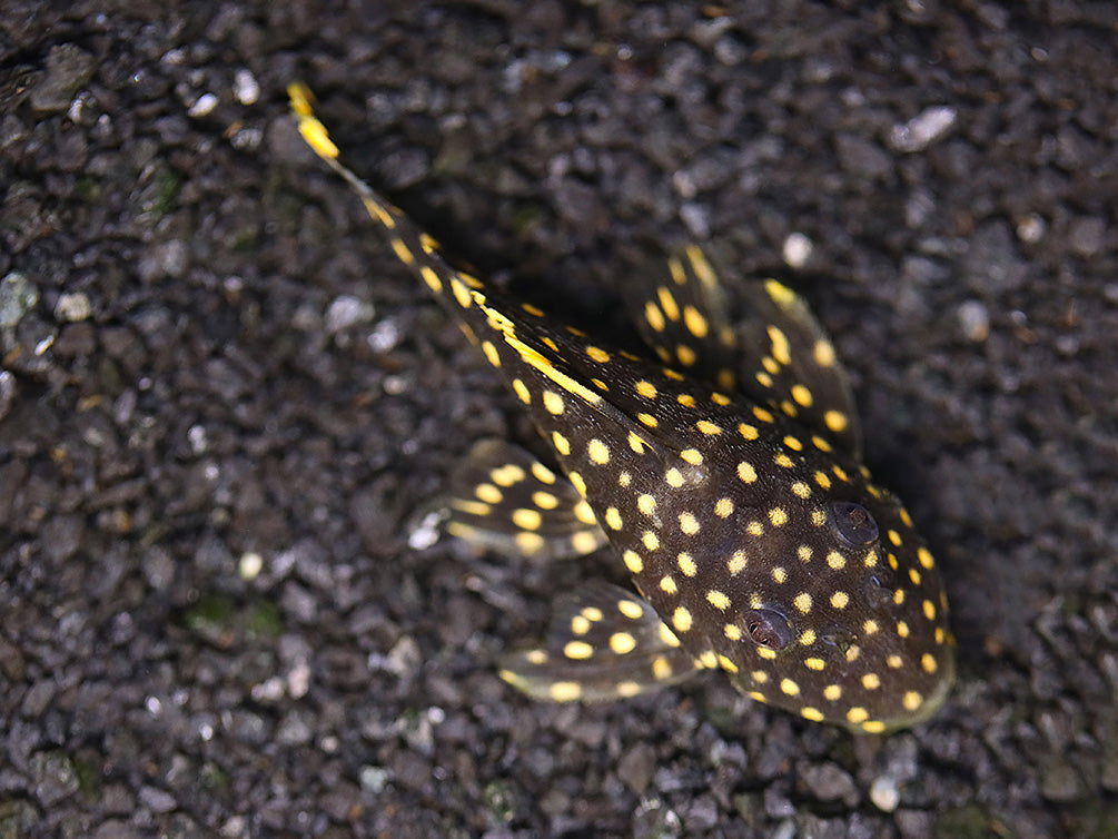 L018 Gold Nugget Pleco (Baryancistrus xanthellus)