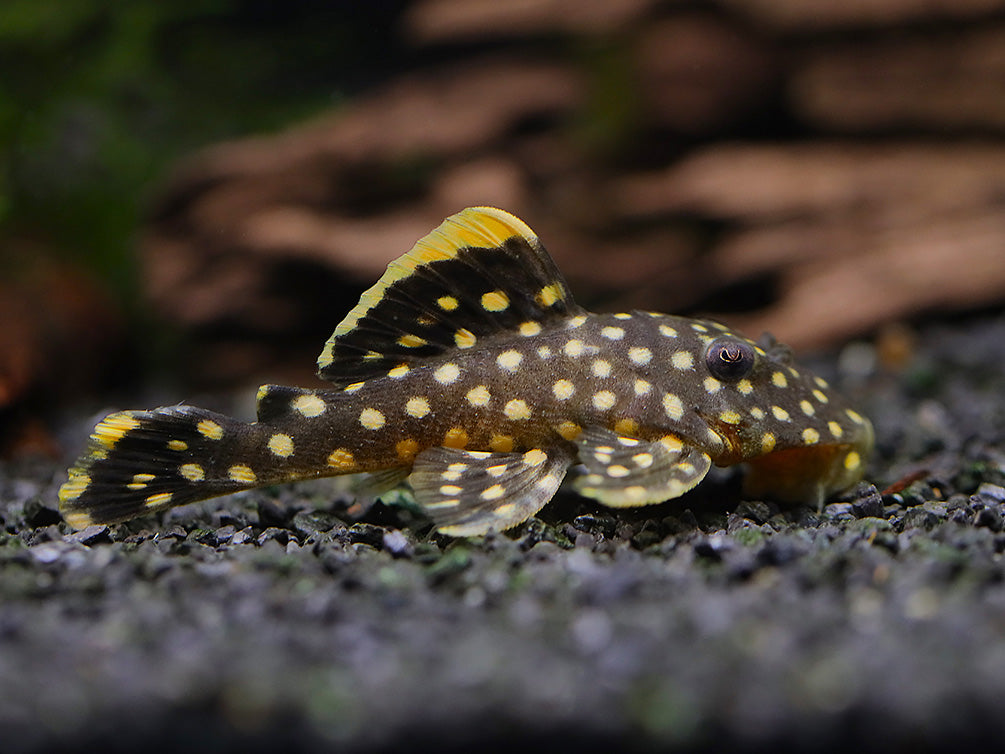 L018 Gold Nugget Pleco (Baryancistrus xanthellus)