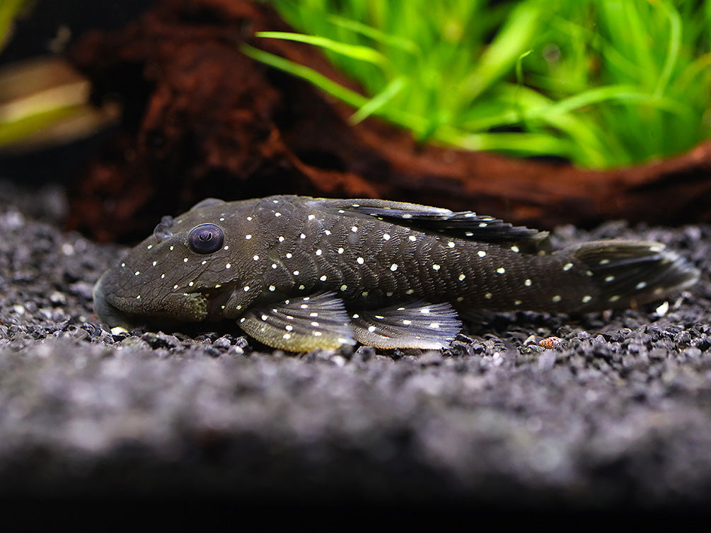 Peppermint Pleco (L030 / L031) (Parancistrus nudiventris)  – Brazil