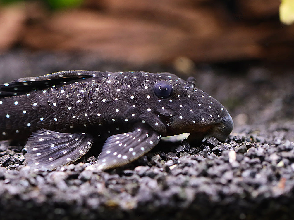 Peppermint Pleco (L030 / L031) (Parancistrus nudiventris)  – Brazil