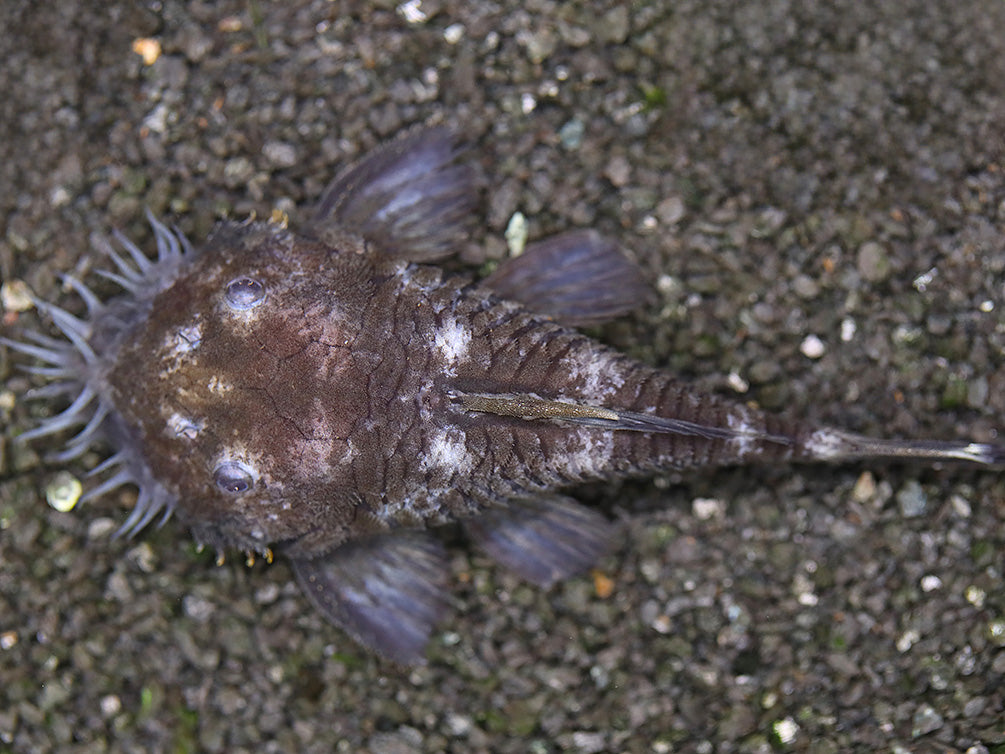 L034 Medusa Pleco (Ancistrus ranunculus)