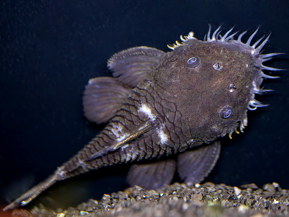 L034 Medusa Pleco (Ancistrus ranunculus)