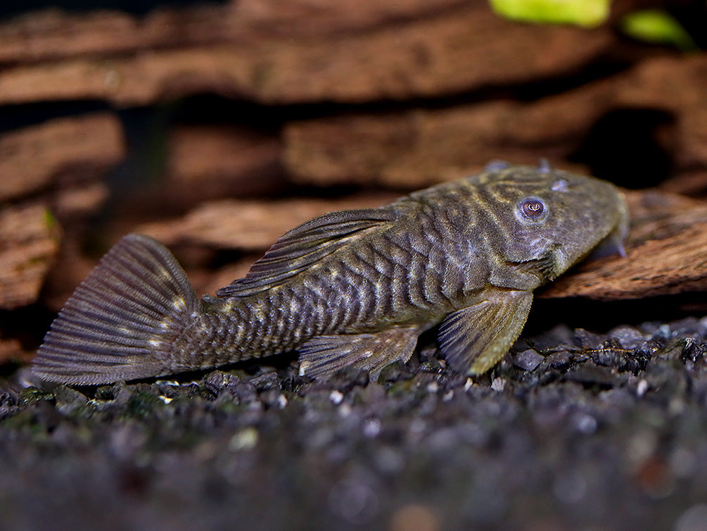 L056 Chubby Pleco L056 (Pseudorinelepis genibarbis)