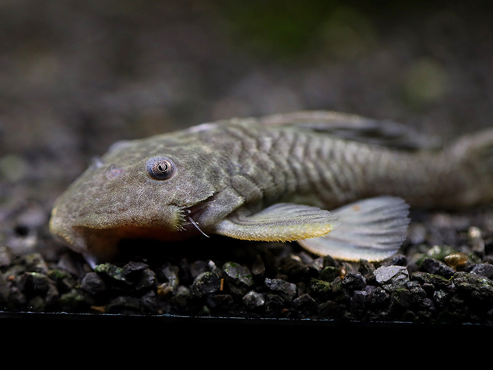 L056 Chubby Pleco L056 (Pseudorinelepis genibarbis)