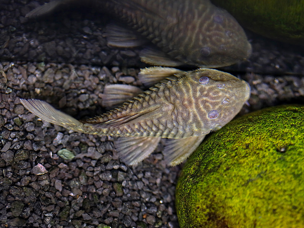 L056 Chubby Pleco L056 (Pseudorinelepis genibarbis)