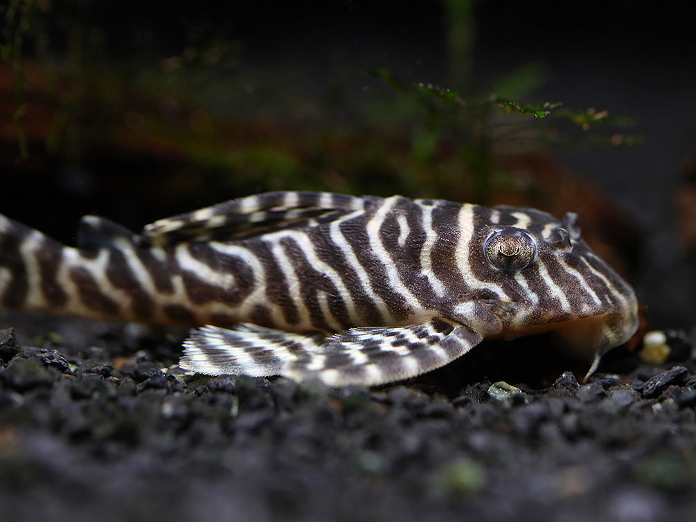 L066 Xingu King Tiger Pleco (Hypancistrus seideli)