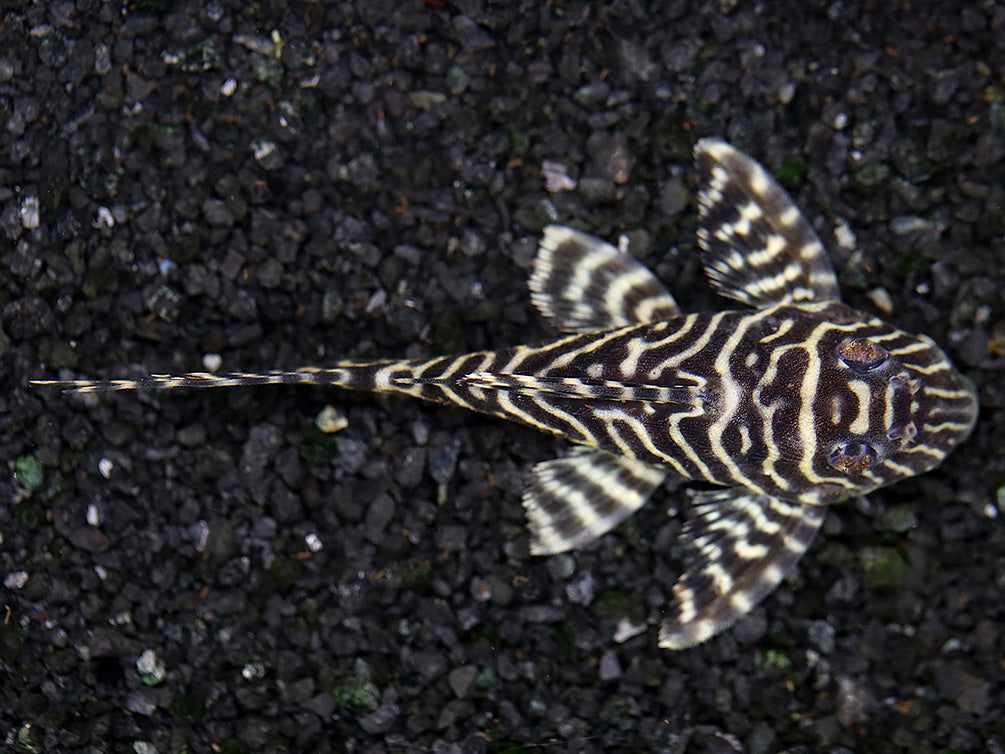 L066 Xingu King Tiger Pleco , TANK-RAISED!!! - Aquatic Arts
