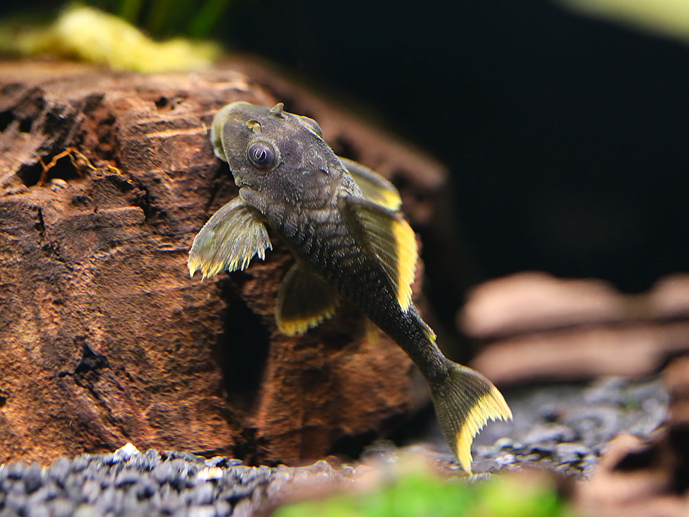 L076 Orange Seam Pleco (Peckoltia sp. L076) - Tank-Bred