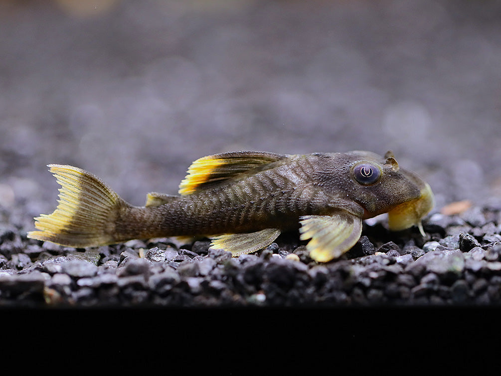 L076 Orange Seam Pleco (Peckoltia sp. L076) - Tank-Bred