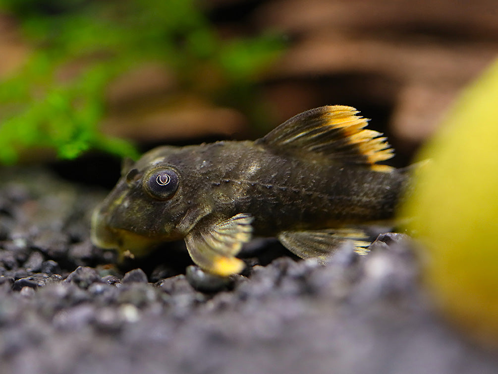 L076 Orange Seam Pleco (Peckoltia sp. L076) - Tank-Bred