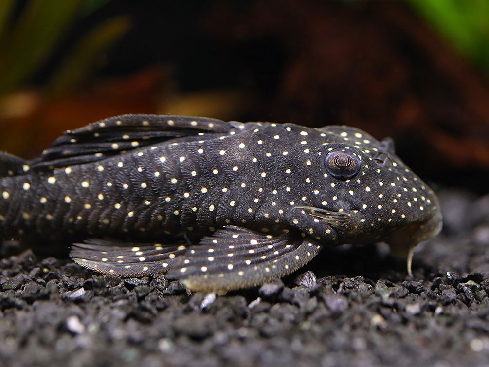 L004 Angelicus Pleco (Hypancistrus sp.) – Brazil