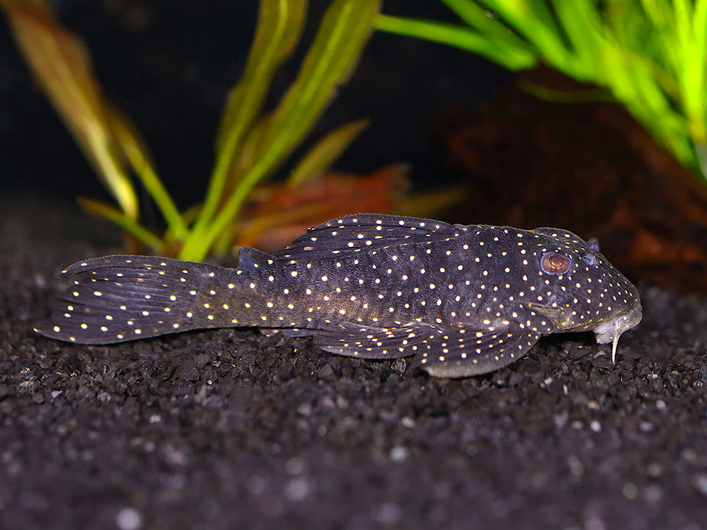 L004 Angelicus Pleco (Hypancistrus sp.) – Brazil