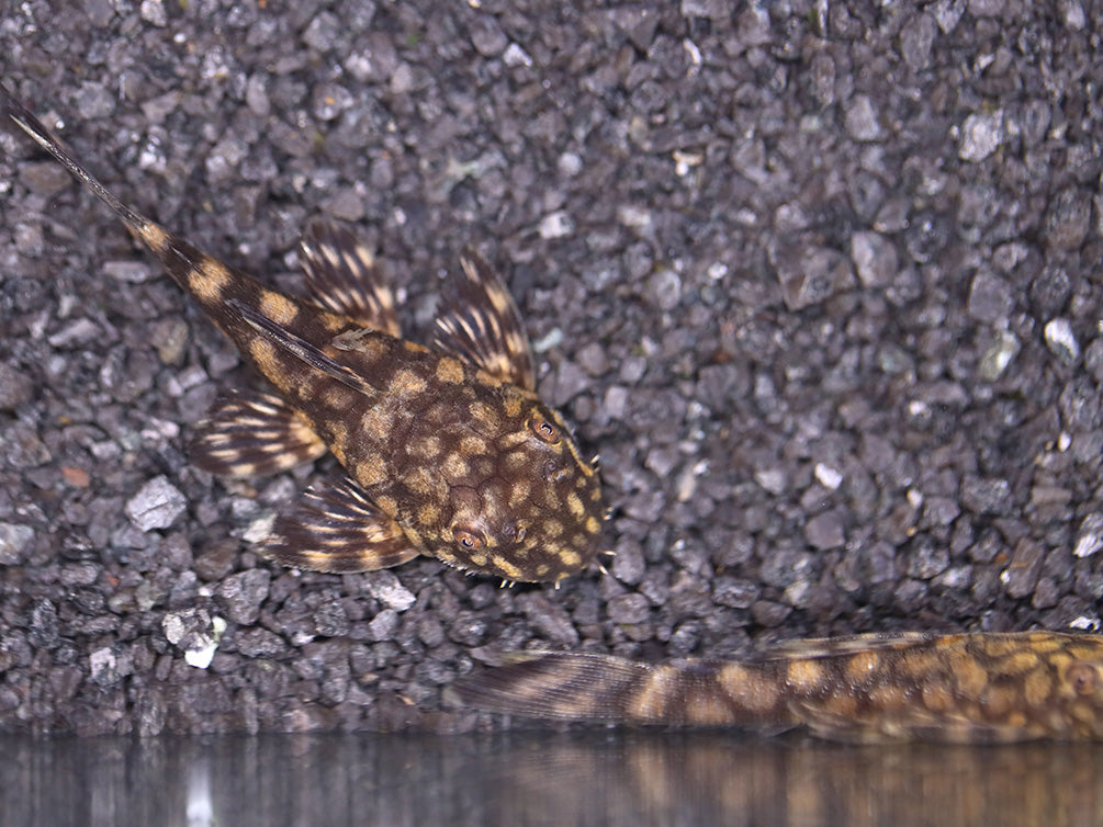 L157 Red Spot Bristlenose Pleco (Ancistrus sp. "L157") - Tank Bred