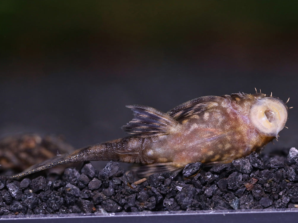 L157 Red Spot Bristlenose Pleco (Ancistrus sp. "L157") - Tank Bred