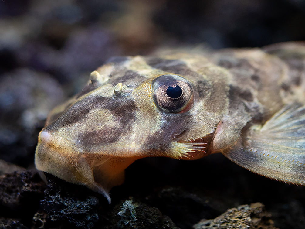 L168 Butterfly Pleco (Dekeyseria Picta) - Tank Bred