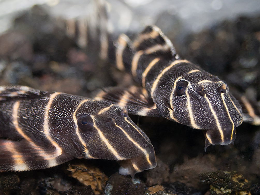 L204 Flash / Emperor Pleco (Panaqolus albivermis)