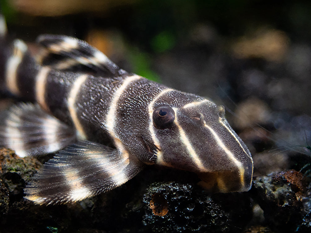 L204 Flash / Emperor Pleco (Panaqolus albivermis)