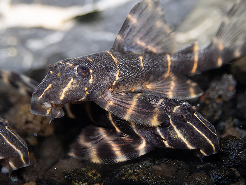 L204 Flash / Emperor Pleco (Panaqolus albivermis)