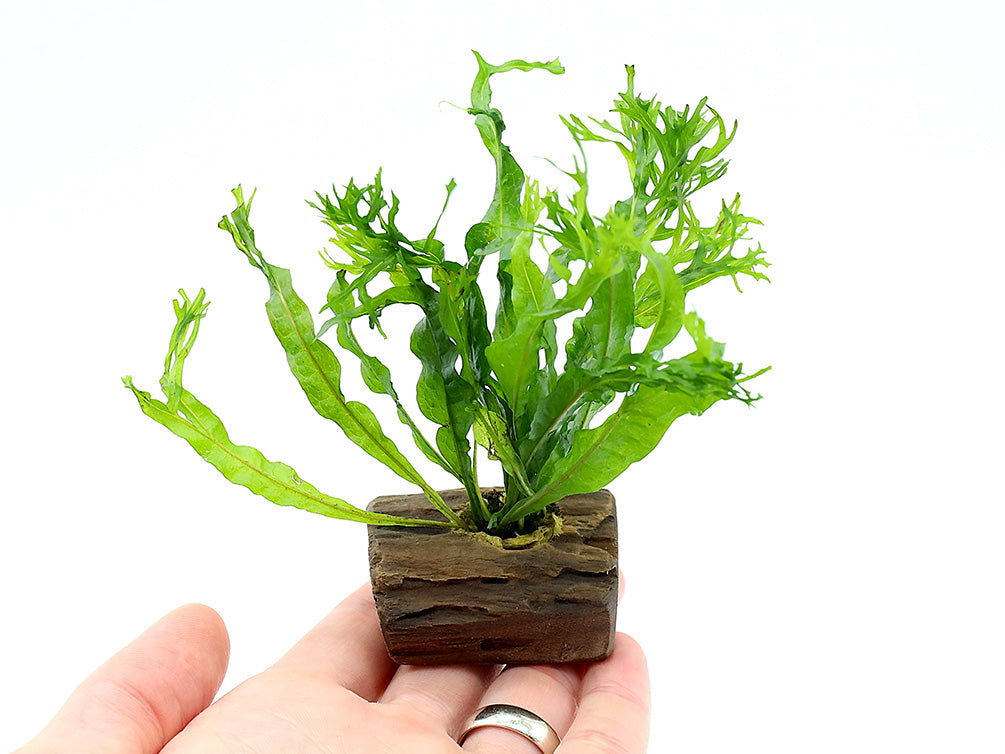 Windelov AKA Lacy Java Fern (Microsorum pteropus "Windelov") on Wood, Pre-attached Plant