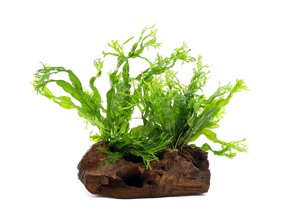 Windelov AKA Lacy Java Fern (Microsorum pteropus "Windelov") on Wood, Pre-attached Plant