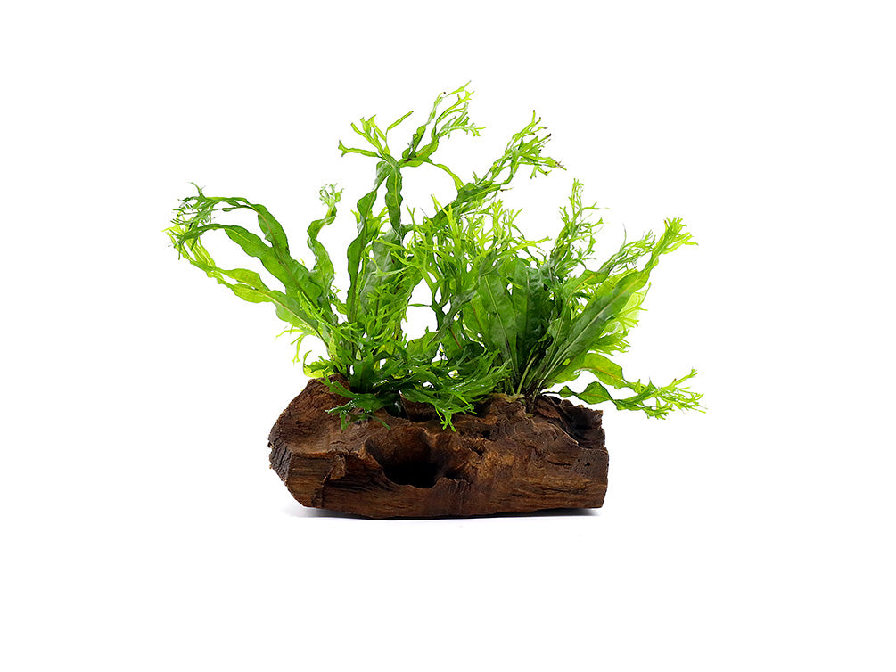 Windelov AKA Lacy Java Fern (Microsorum pteropus "Windelov") on Wood, Pre-attached Plant