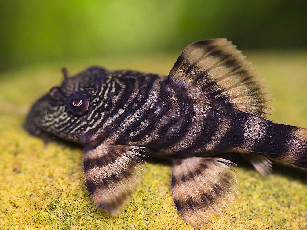 L226 Iquitos Tiger Pleco (Panaqolus sp. L226) - Tank-Bred