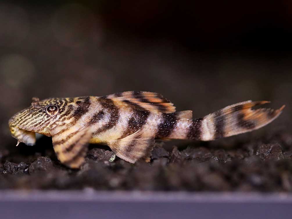 L226 Iquitos Tiger Pleco (Panaqolus sp. L226) - Tank-Bred