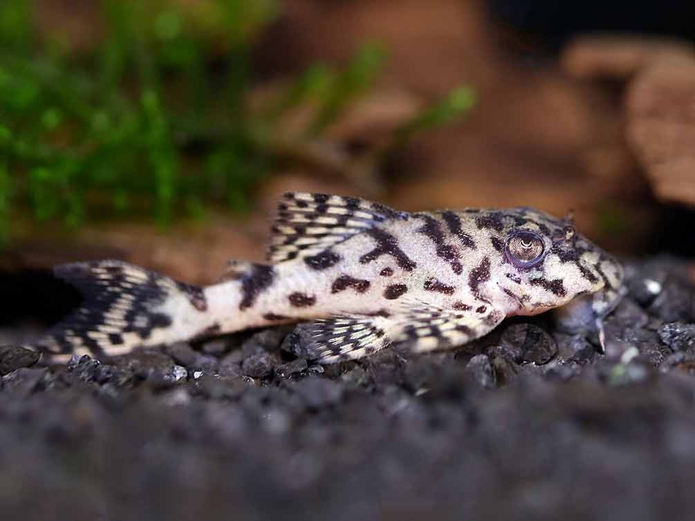 L236 Cracked Zebra Pleco (Hypancistrus sp.) | Tank-Bred Pleco