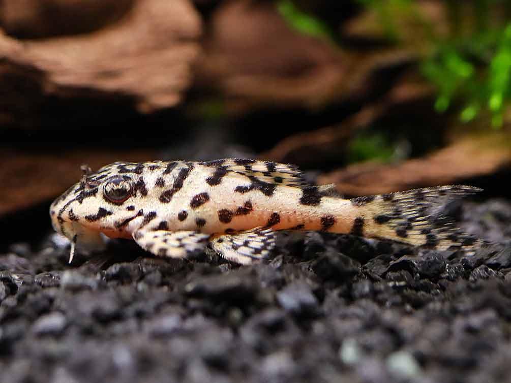 L236 Cracked Zebra Pleco (Hypancistrus sp.) – Tank-Bred