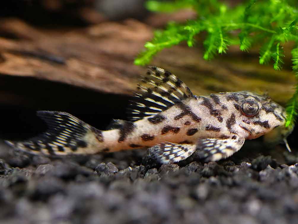 L236 Cracked Zebra Pleco (Hypancistrus sp.) – Tank-Bred
