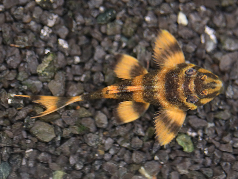 Tank-bred L306 Blood Red Tiger Pleco (Hypancistrus sp. L306) displaying vibrant blood-red and dark tiger patterning in a freshwater aquarium.