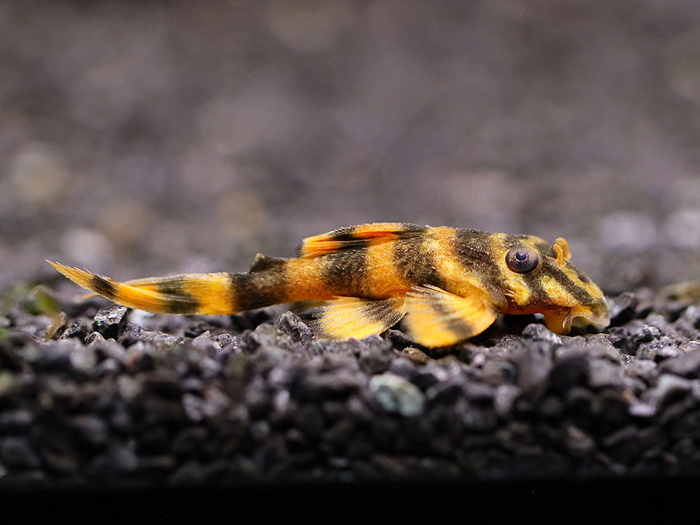 Individual L306 Blood Red Tiger Pleco (Hypancistrus sp. L306) showcasing its unique blood-red coloration and bold tiger markings.