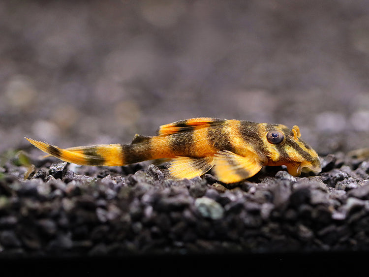 Individual L306 Blood Red Tiger Pleco (Hypancistrus sp. L306) showcasing its unique blood-red coloration and bold tiger markings.