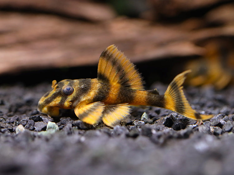 Tank-bred L306 Blood Red Tiger Pleco (Hypancistrus sp. L306) displaying vibrant blood-red and dark tiger patterning in a freshwater aquarium.