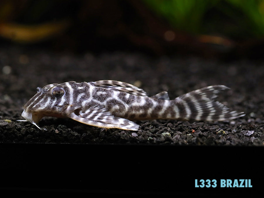 L333 King Tiger Pleco (Hypancistrus sp.), Tank-Bred - Aquatic Arts