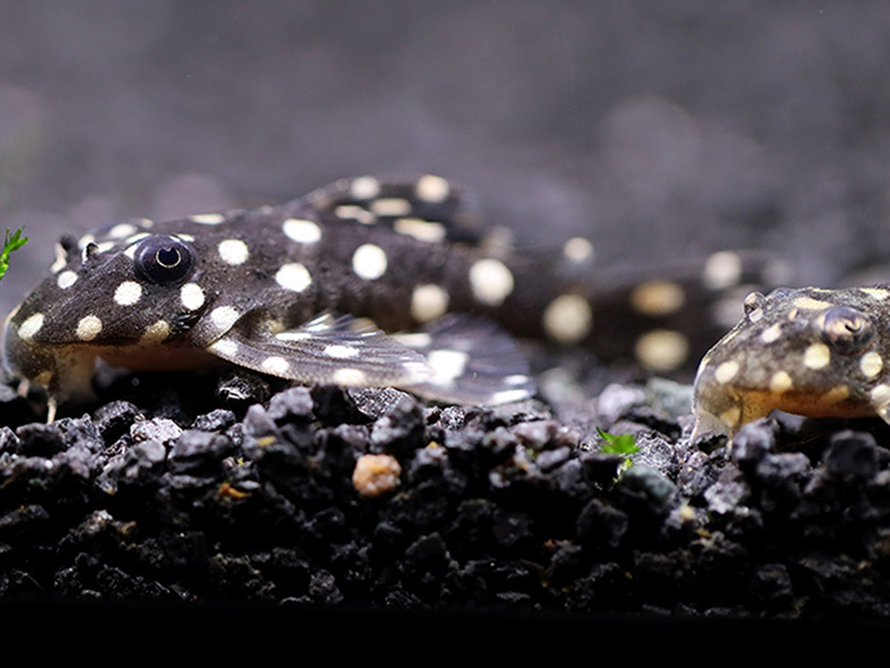 L471 White Spotted Dwarf Hypancistrus AKA Mini Snowball Pleco (Hypancistrus sp.)