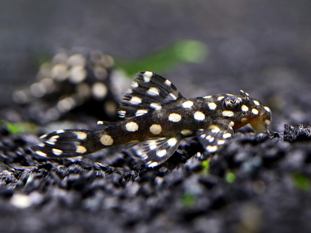 L471 White Spotted Dwarf Hypancistrus AKA Mini Snowball Pleco (Hypancistrus sp.)