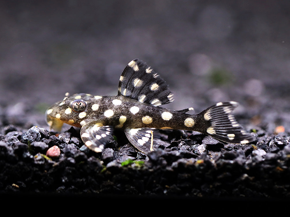 L471 White Spotted Dwarf Hypancistrus AKA Mini Snowball Pleco (Hypancistrus sp.)