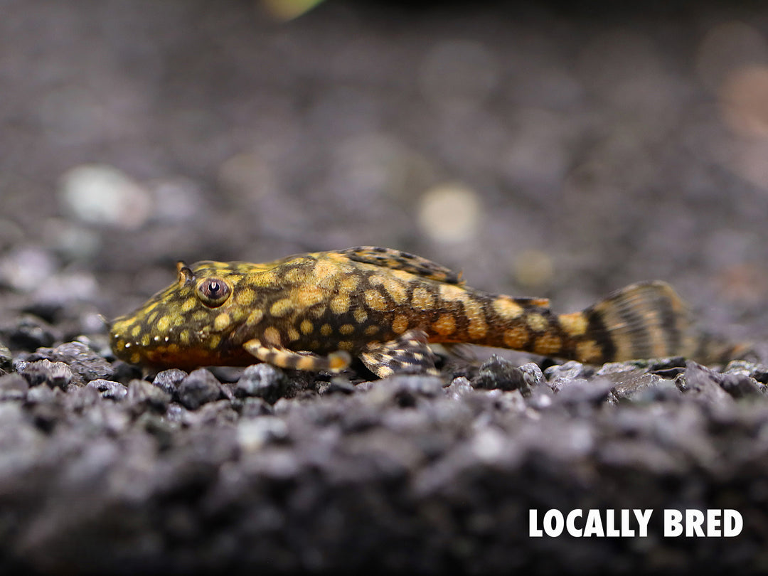 L528 Pleco - Rio Paraguay Bristlenose Pleco (Ancistrus sp. "Rio Paraguay") – Tank-Bred