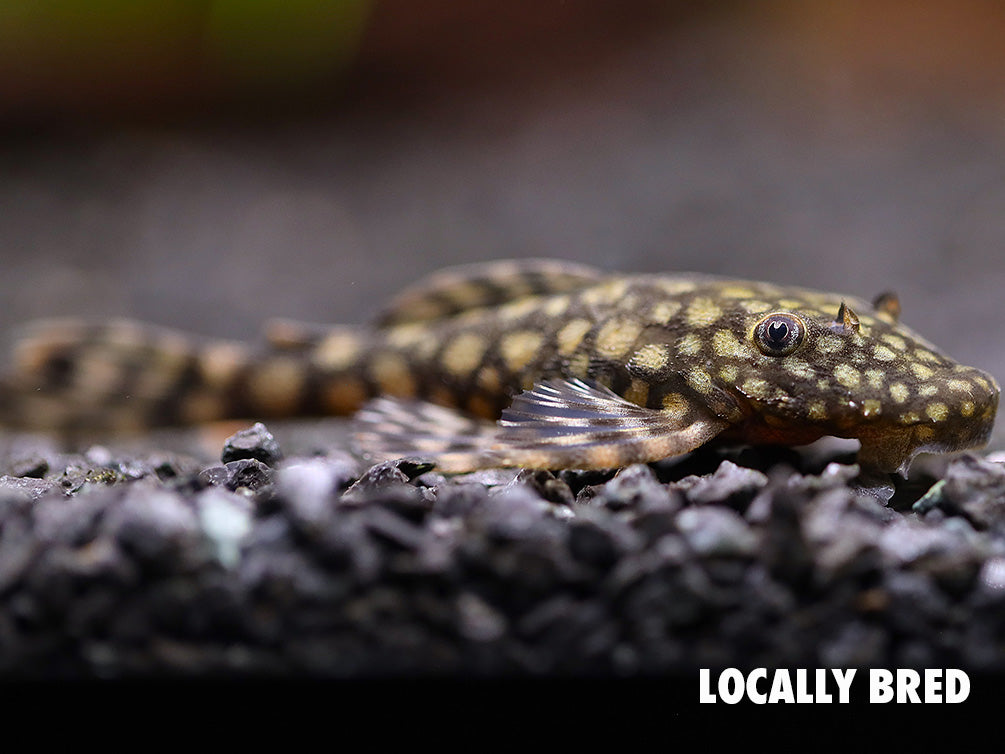 L528 Pleco - Rio Paraguay Bristlenose Pleco (Ancistrus sp. "Rio Paraguay") – Tank-Bred