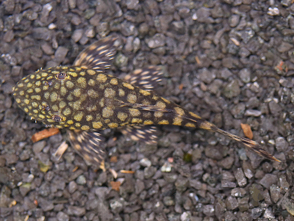 L528 Pleco - Rio Paraguay Bristlenose Pleco (Ancistrus sp. "Rio Paraguay") – Tank-Bred