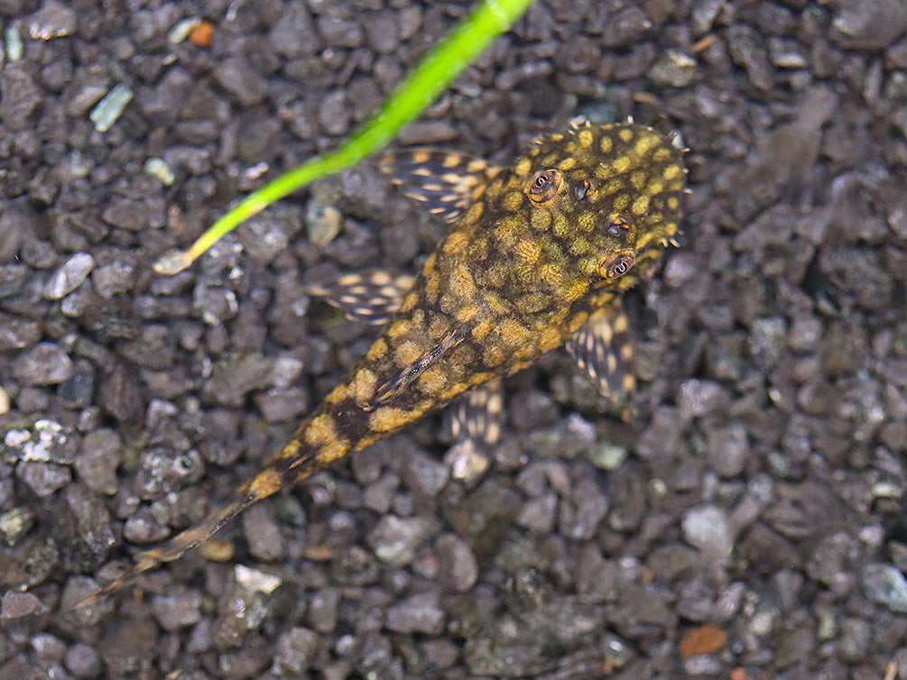 L528 Pleco - Rio Paraguay Bristlenose Pleco (Ancistrus sp. "Rio Paraguay") – Tank-Bred